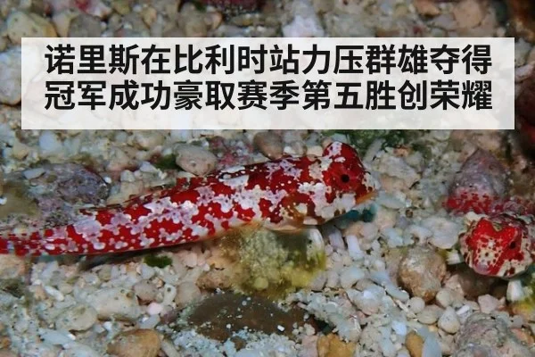 诺里斯在比利时站力压群雄夺得冠军成功豪取赛季第五胜创荣耀