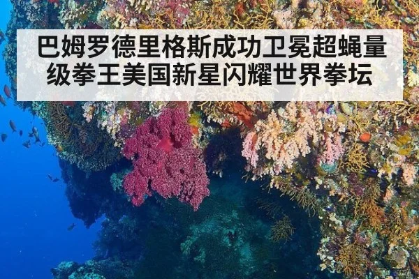 巴姆罗德里格斯成功卫冕超蝇量级拳王美国新星闪耀世界拳坛